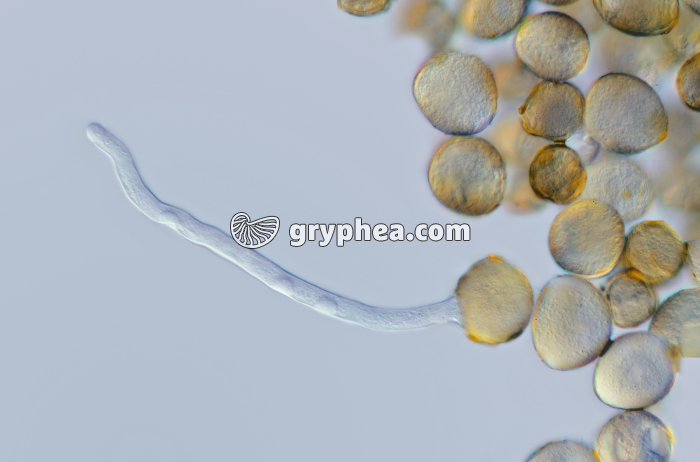 Merisier - Germination du pollen x100 - gryphea.org